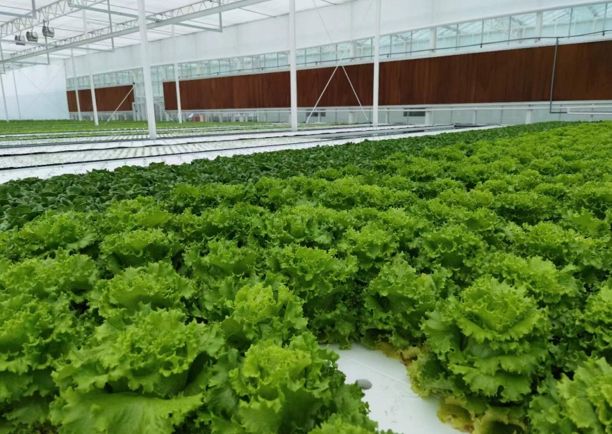 蔬菜種植指南 從選種到收獲的全面解析