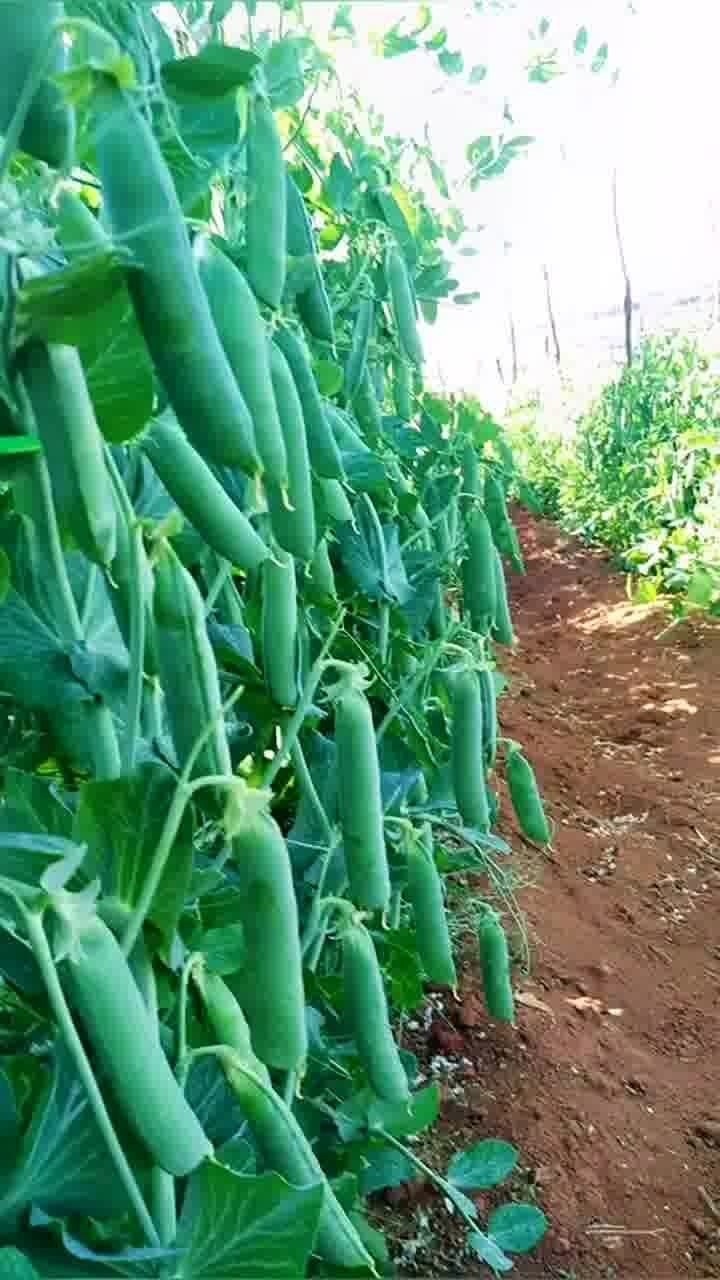 碩果累累話豐收 優(yōu)質(zhì)農(nóng)產(chǎn)品的背后，是每一份耕耘的深耕厚植