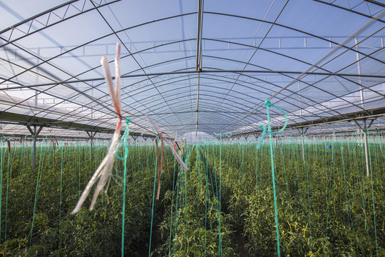 蔬菜種植基地 從選地到豐收的全方位指南